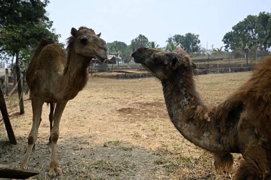 Al borde del colapso: la angustiante realidad de los animales en Joya Grande