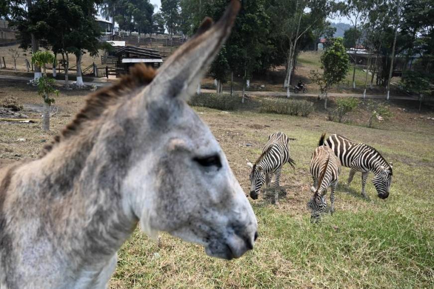 Al borde del colapso: la angustiante realidad de los animales en Joya Grande