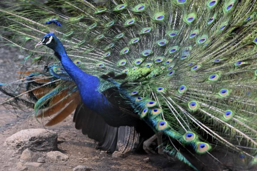 Al borde del colapso: la angustiante realidad de los animales en Joya Grande