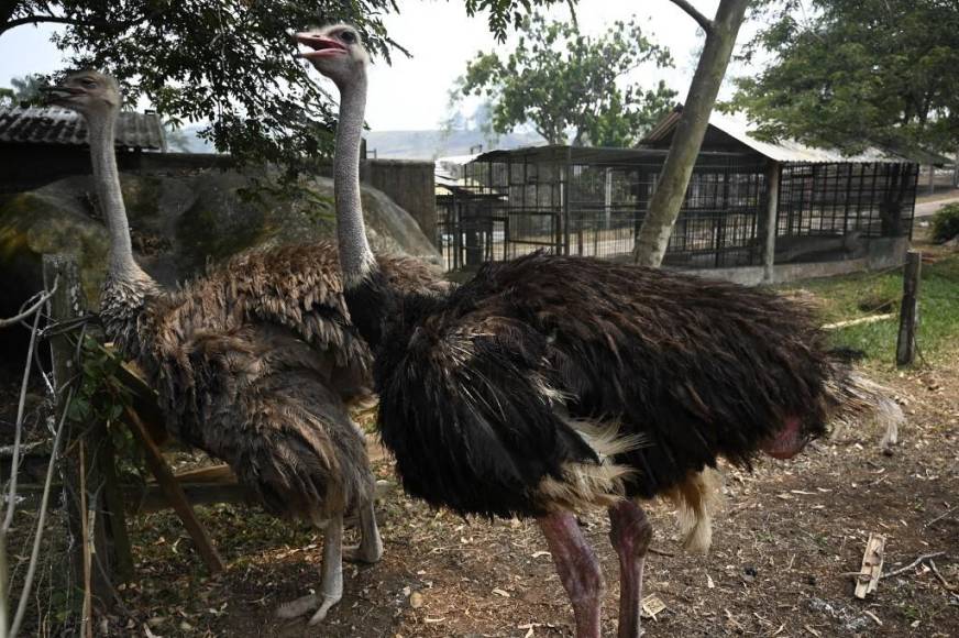 Al borde del colapso: la angustiante realidad de los animales en Joya Grande