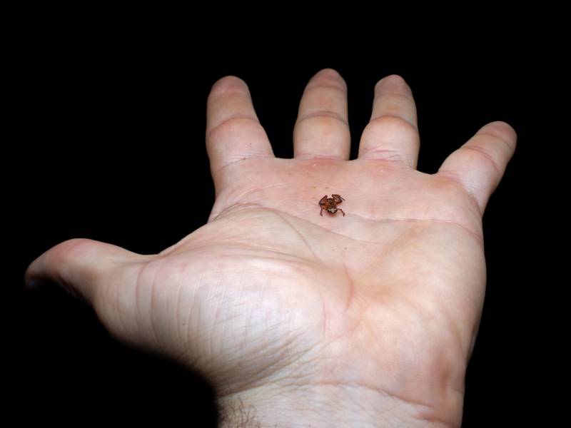 Brachycephalus dacnis, una rana descubierta recientemente, mide apenas 6.95 milímetros de largo.