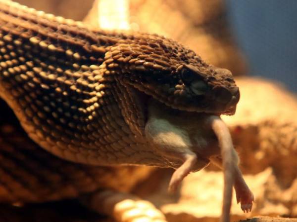 En Honduras tenemos la especie de cascabel Crotalus simus y puede verla en el recinto.