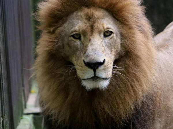 Los animales del Zoológico Rosy Walther provienen de decomisos realizados por la Fiscalía Especial del Medio Ambiente, ICF, Policía, etc.