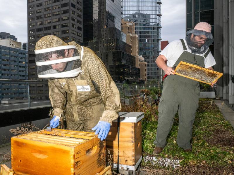 Titus Ogilvie-Laing y Matthew Flood examinan colmenas en una terraza del piso 11 del Chrysler East en Manhattan.