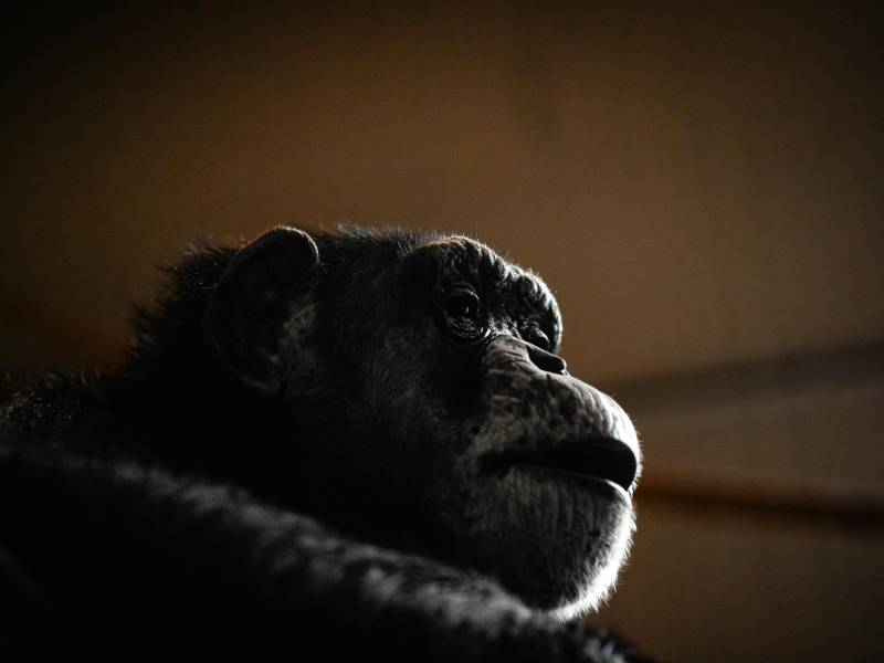 Zachary, que pasó años en un zoológico privado donde fue castrado, ahora vive en el Lincoln Park Zoo.