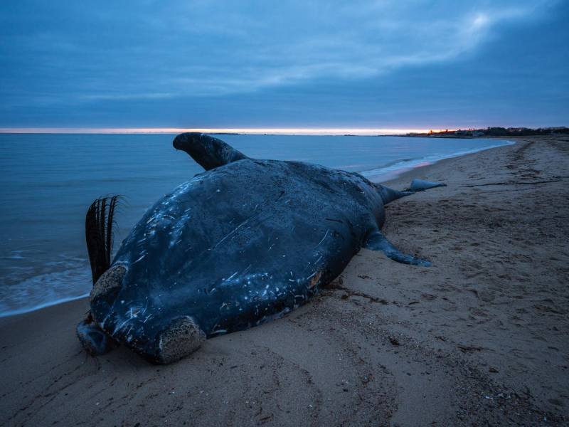 A principios de este año, el cuerpo de la ballena franca 5120 apareció en Massachusetts. Fue herida por líneas de pesca.