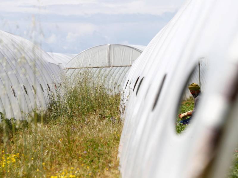 Un hombre sij pizca rábanos en una región agrícola de Italia donde el abuso a migrantes se considera común.