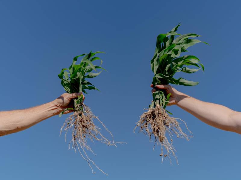 El maíz cultivado con bacterias alteradas en Illinois parecía más robusto y requirió menos fertilizantes químicos.