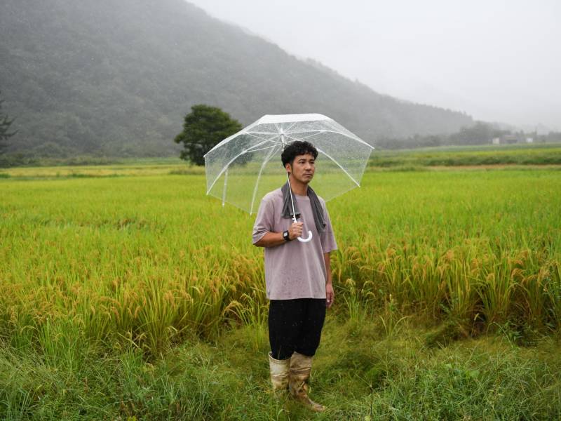 Shingo Kuwabara en un campo de arroz shinnosuke, desarrollado para climas cálidos.