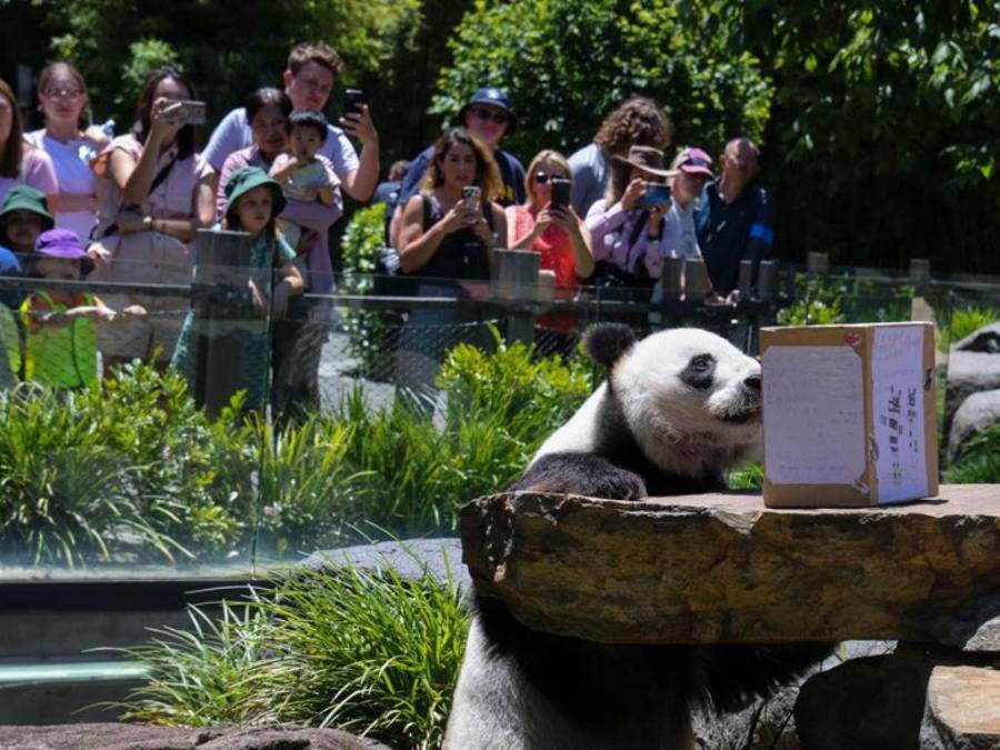 Las tiernas imágenes de pandas gigantes del Zoológico de Adelaida previo a volver a China