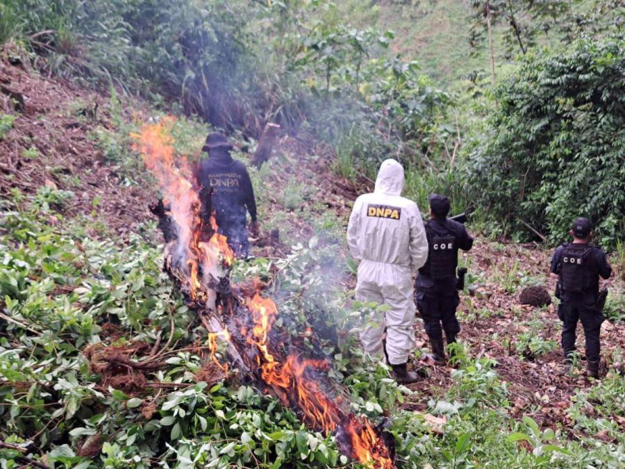 Destruyen narcolaboratorio y 90 mil arbustos de cocaína en Iriona, Colón