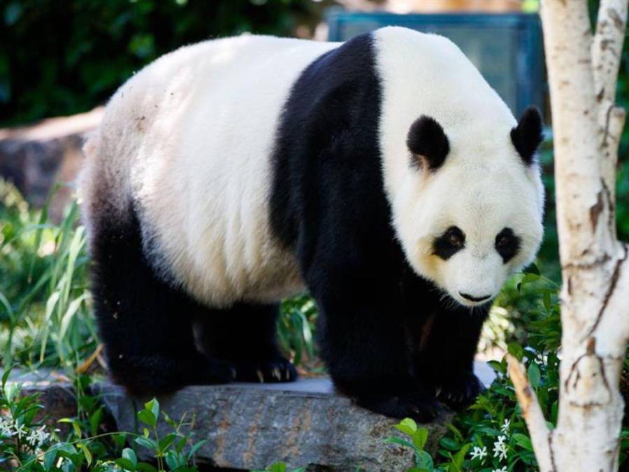 Las tiernas imágenes de pandas gigantes del Zoológico de Adelaida previo a volver a China