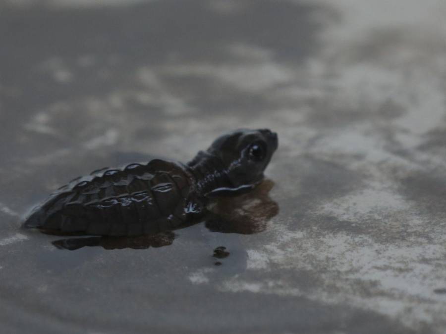 La emocionante liberación de la tortuga golfina en el sur de Honduras