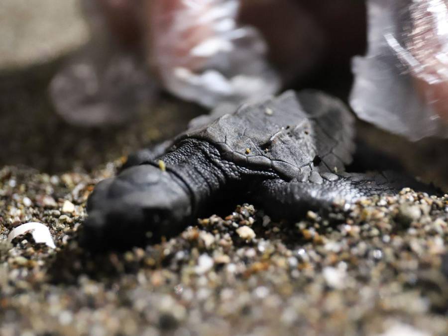 La emocionante liberación de la tortuga golfina en el sur de Honduras