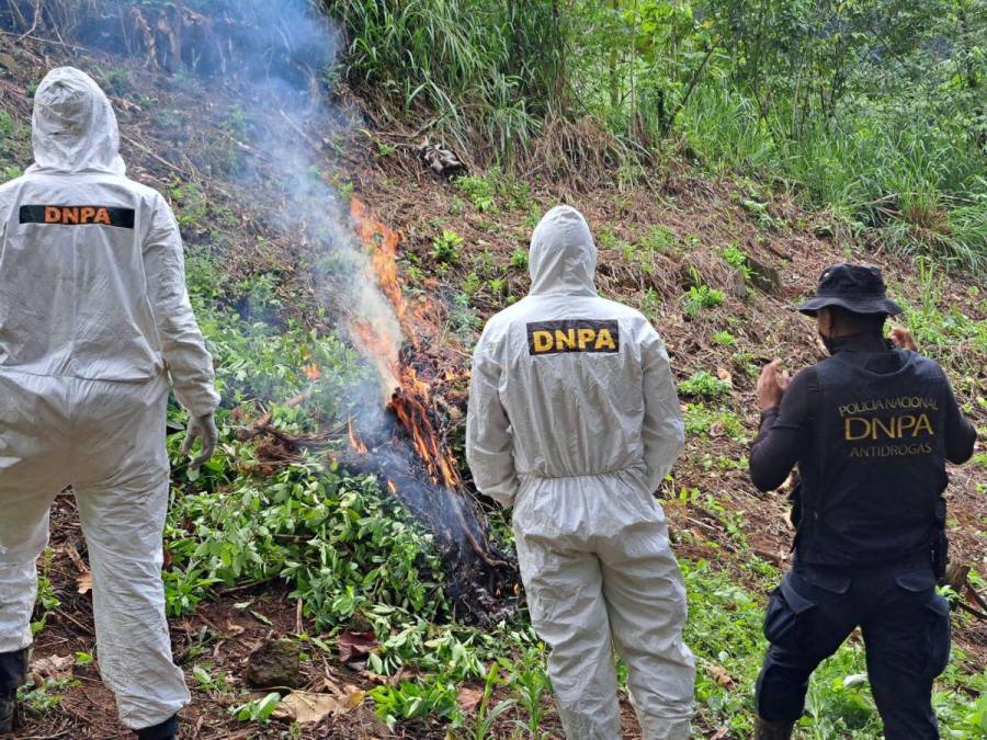 Destruyen narcolaboratorio y 90 mil arbustos de cocaína en Iriona, Colón