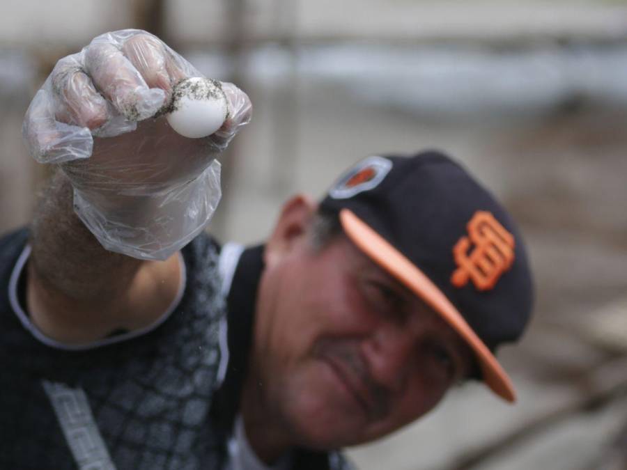 La emocionante liberación de la tortuga golfina en el sur de Honduras