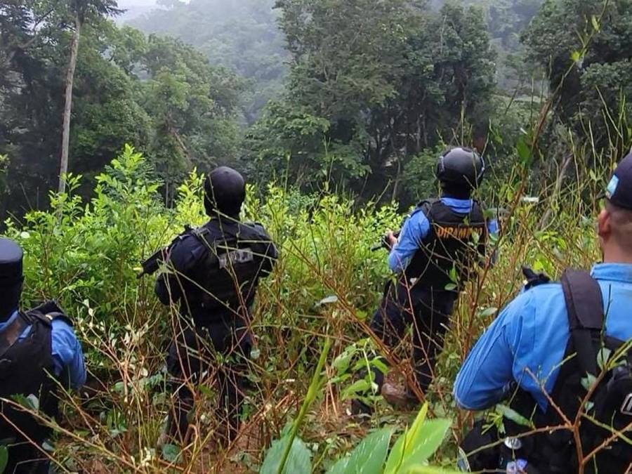 Desmantelan plantación de coca y narcolaboratorio en pleno Parque Nacional Pico Bonito