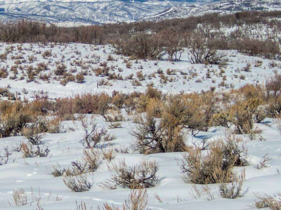 Desierto de Al Jawf en Arabia Saudita se cubre de nieve por primera vez en la historia