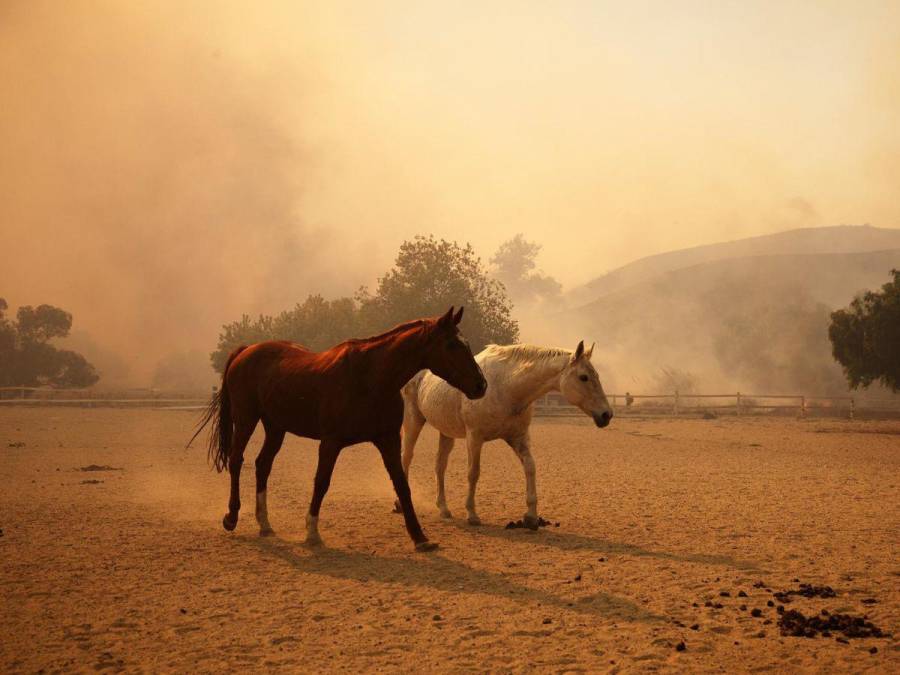 Descontrolado incendio en el noroeste de Los Ángeles consume 10,000 acres