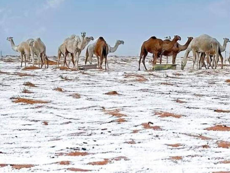 Desierto de Al Jawf en Arabia Saudita se cubre de nieve por primera vez en la historia