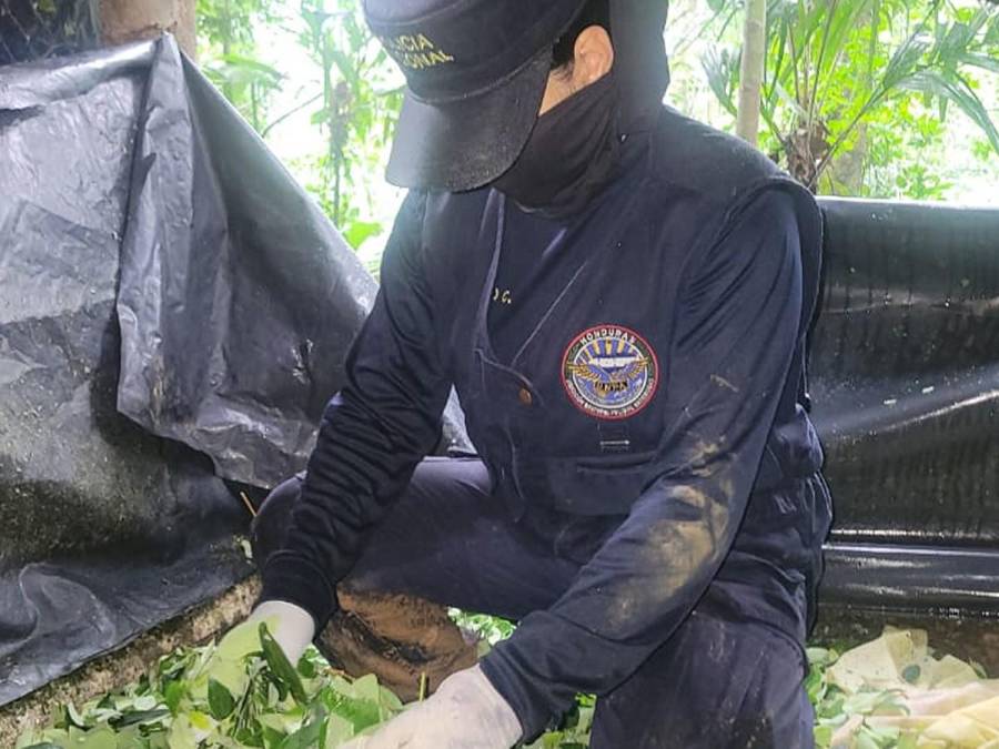 Desmantelan plantación de coca y narcolaboratorio en pleno Parque Nacional Pico Bonito