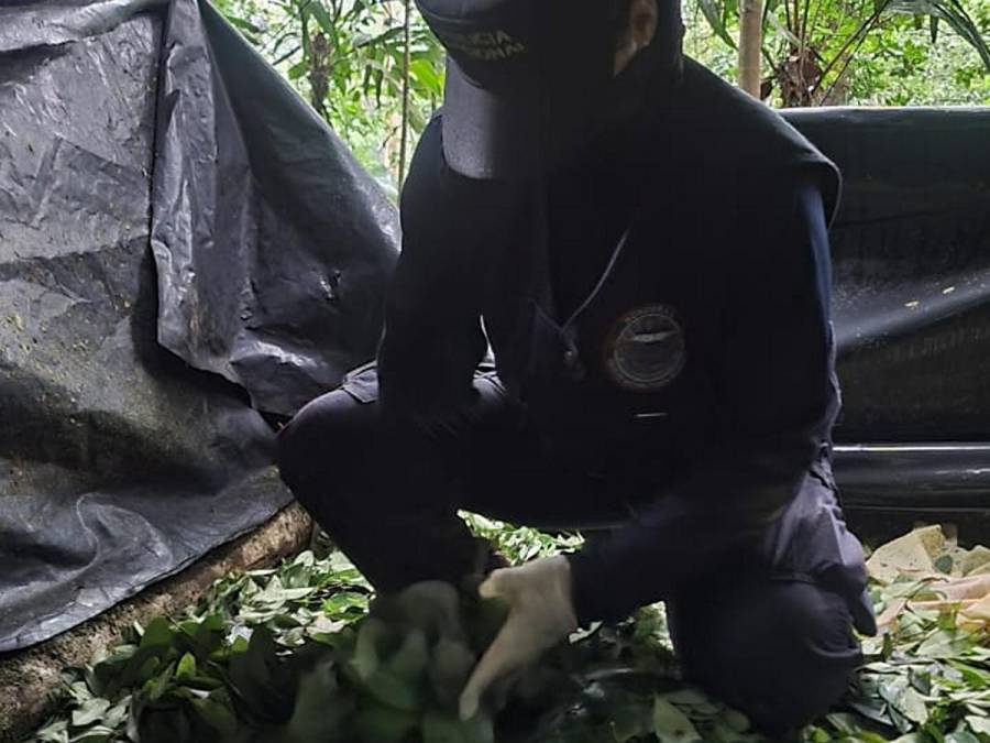 Desmantelan plantación de coca y narcolaboratorio en pleno Parque Nacional Pico Bonito