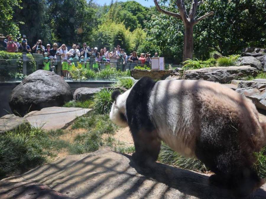 Las tiernas imágenes de pandas gigantes del Zoológico de Adelaida previo a volver a China