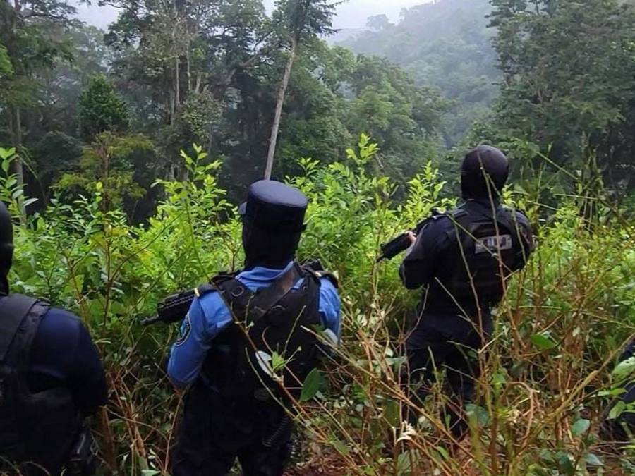 Desmantelan plantación de coca y narcolaboratorio en pleno Parque Nacional Pico Bonito