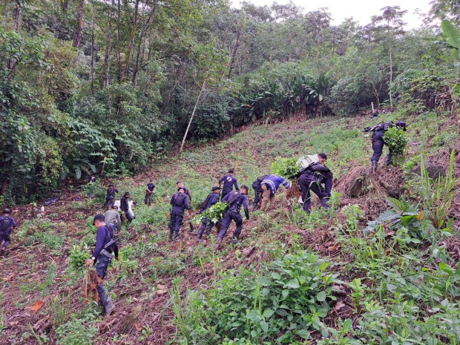 Destruyen narcolaboratorio y 90 mil arbustos de cocaína en Iriona, Colón