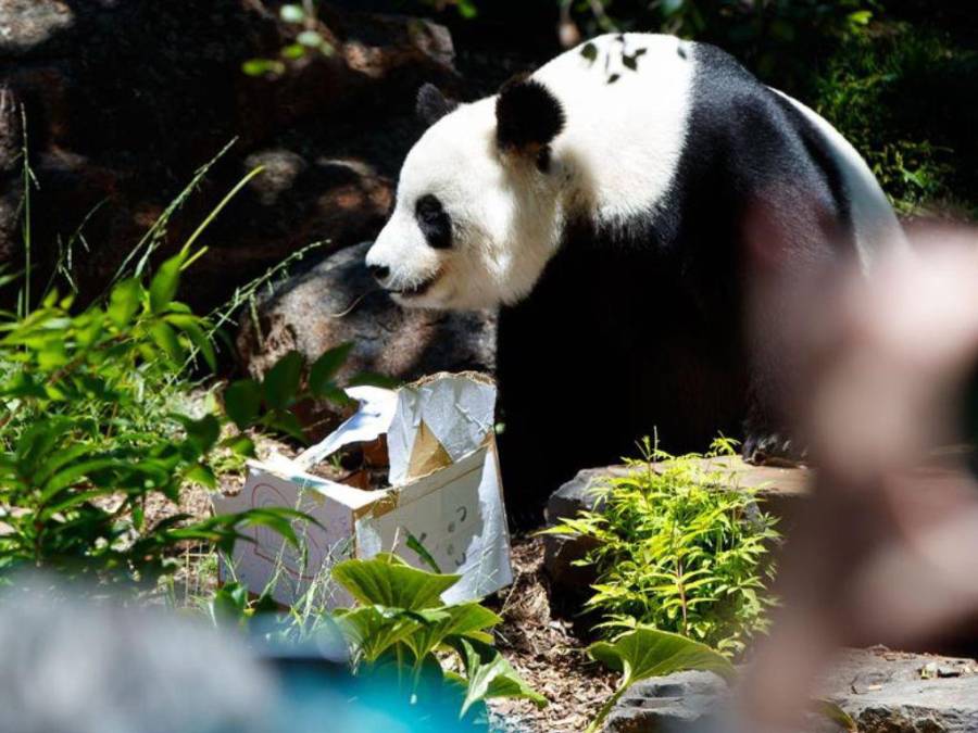 Las tiernas imágenes de pandas gigantes del Zoológico de Adelaida previo a volver a China