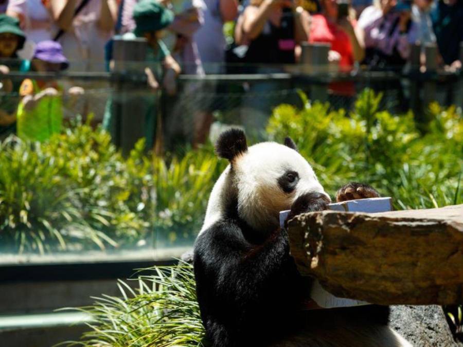 Las tiernas imágenes de pandas gigantes del Zoológico de Adelaida previo a volver a China