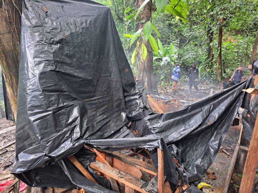 Destruyen narcolaboratorio y 90 mil arbustos de cocaína en Iriona, Colón