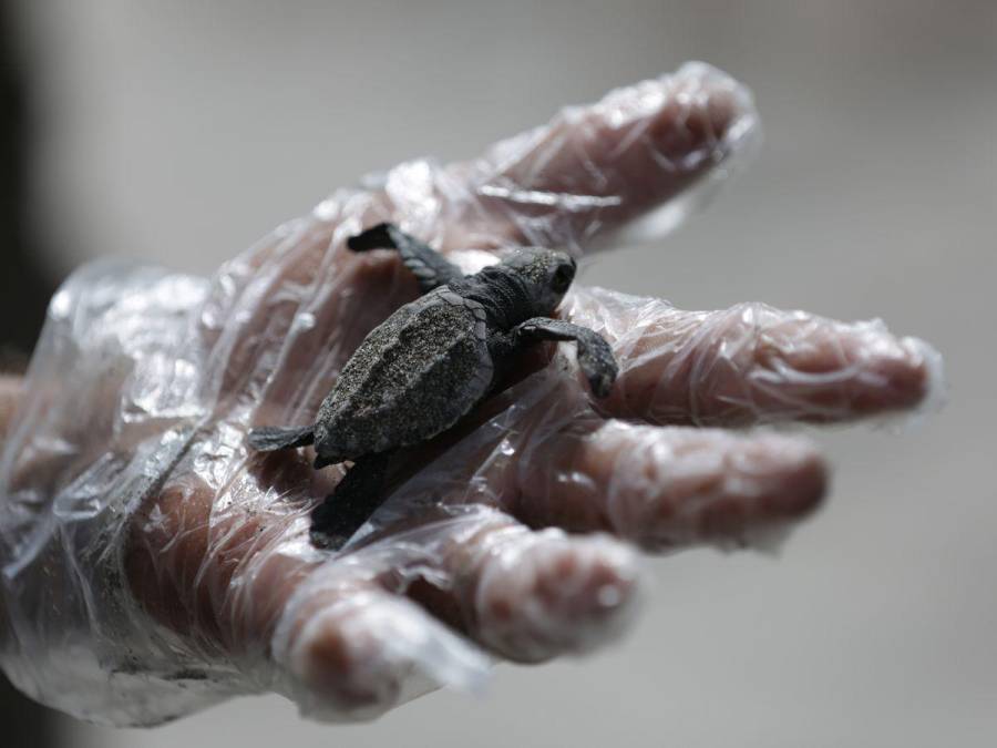 La emocionante liberación de la tortuga golfina en el sur de Honduras