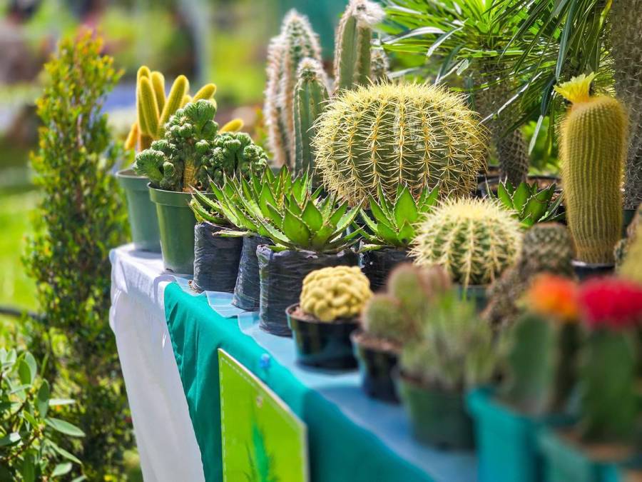 Colorido y mágico, así se desarrolla el Festival Nacional de las Flores 2024 en Siguatepeque