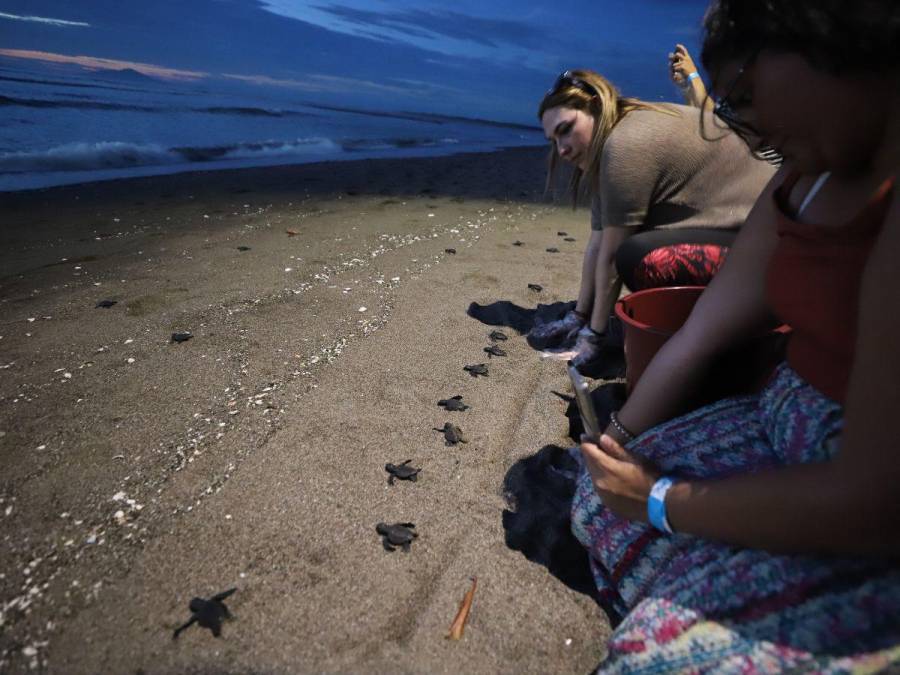 La emocionante liberación de la tortuga golfina en el sur de Honduras