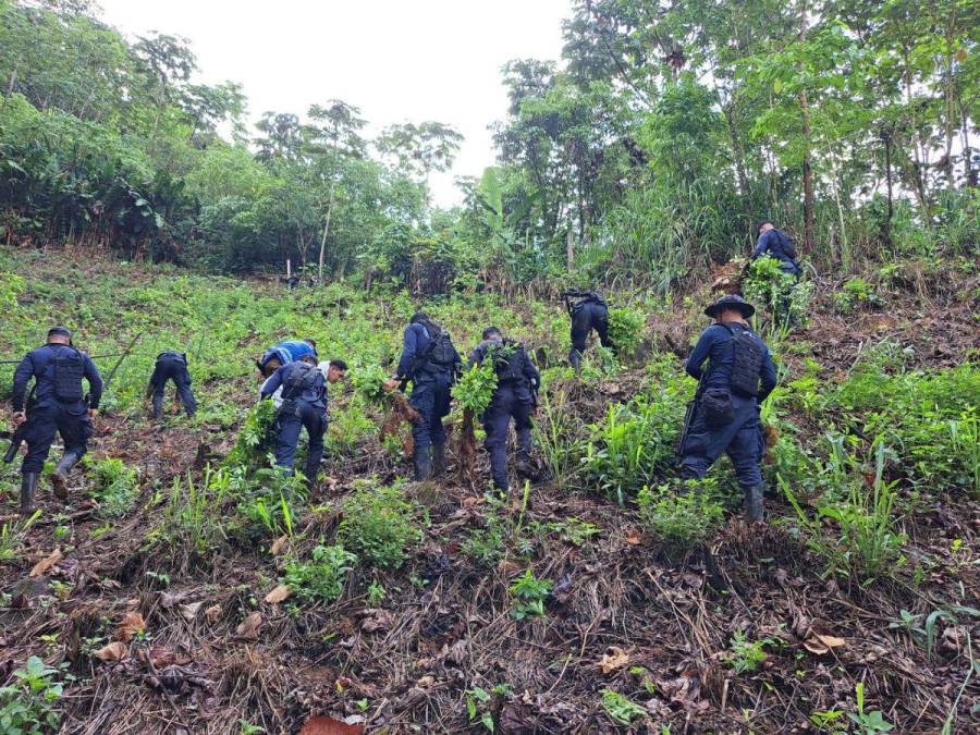 Destruyen narcolaboratorio y 90 mil arbustos de cocaína en Iriona, Colón