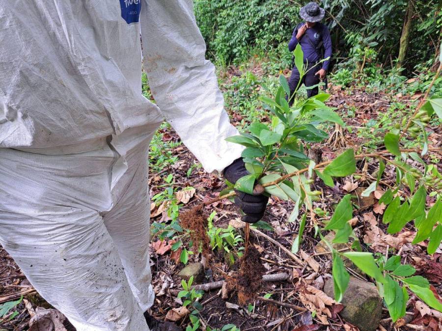 Destruyen narcolaboratorio y 90 mil arbustos de cocaína en Iriona, Colón