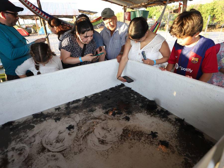 La emocionante liberación de la tortuga golfina en el sur de Honduras