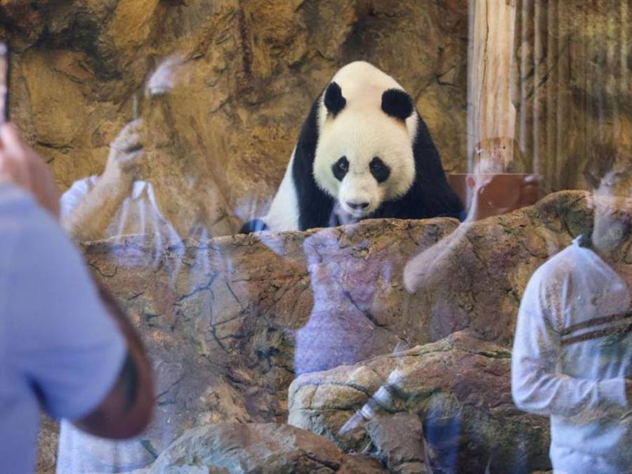 Las tiernas imágenes de pandas gigantes del Zoológico de Adelaida previo a volver a China