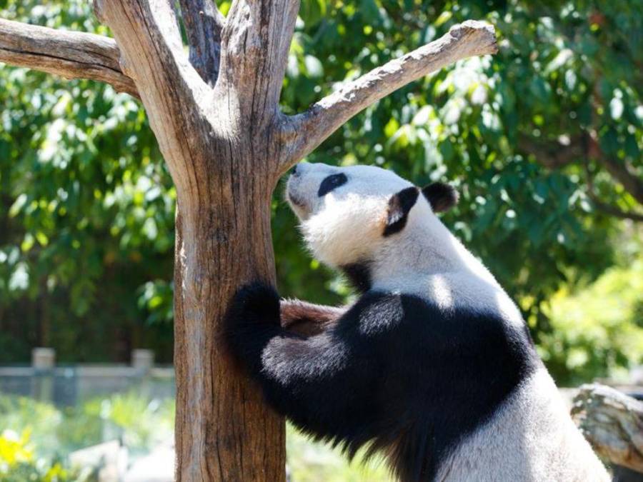 Las tiernas imágenes de pandas gigantes del Zoológico de Adelaida previo a volver a China