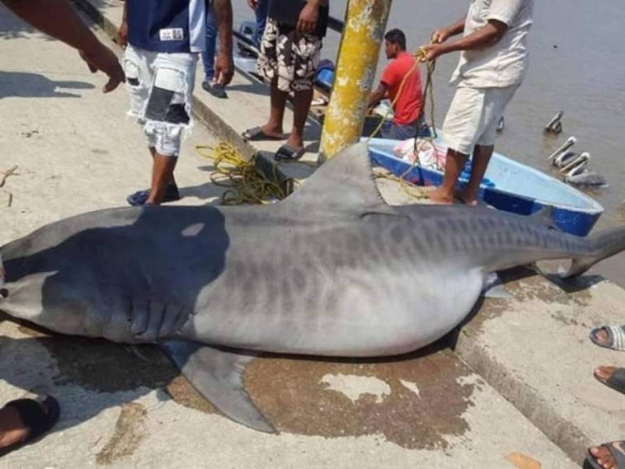 Avistamientos y ataques de tiburón en Honduras, declarado como santuario en 2011