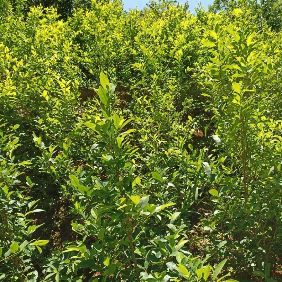 Desmantelan narcolaboratorio y plantación de coca en Río Tinto, Colón