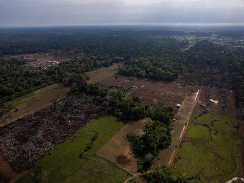 Líderes de Wanderland dijeron que partes del bosque fueron taladas para sus colonias, pero niegan haber actuado mal.