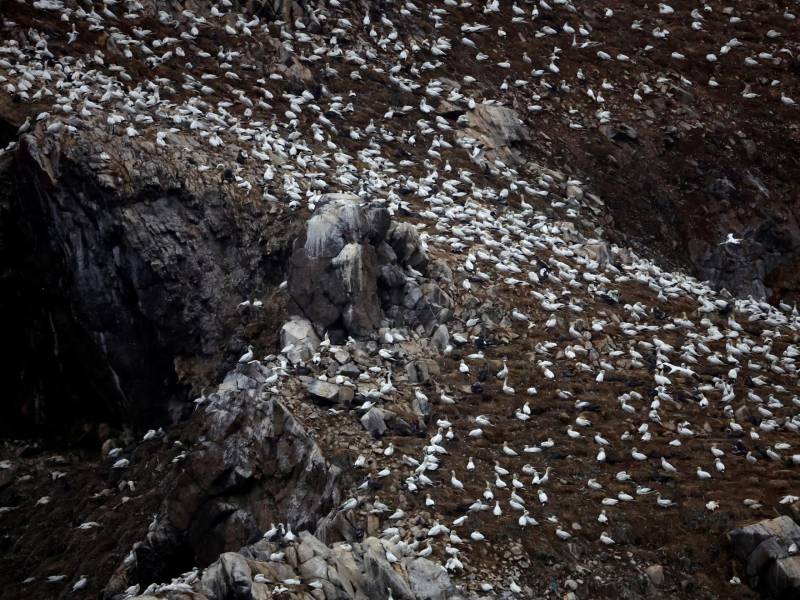 Tiene H5N1 gran oportunidad de propagarse en las grandes colonias de aves marinas. Alcatraces comunes en Francia.