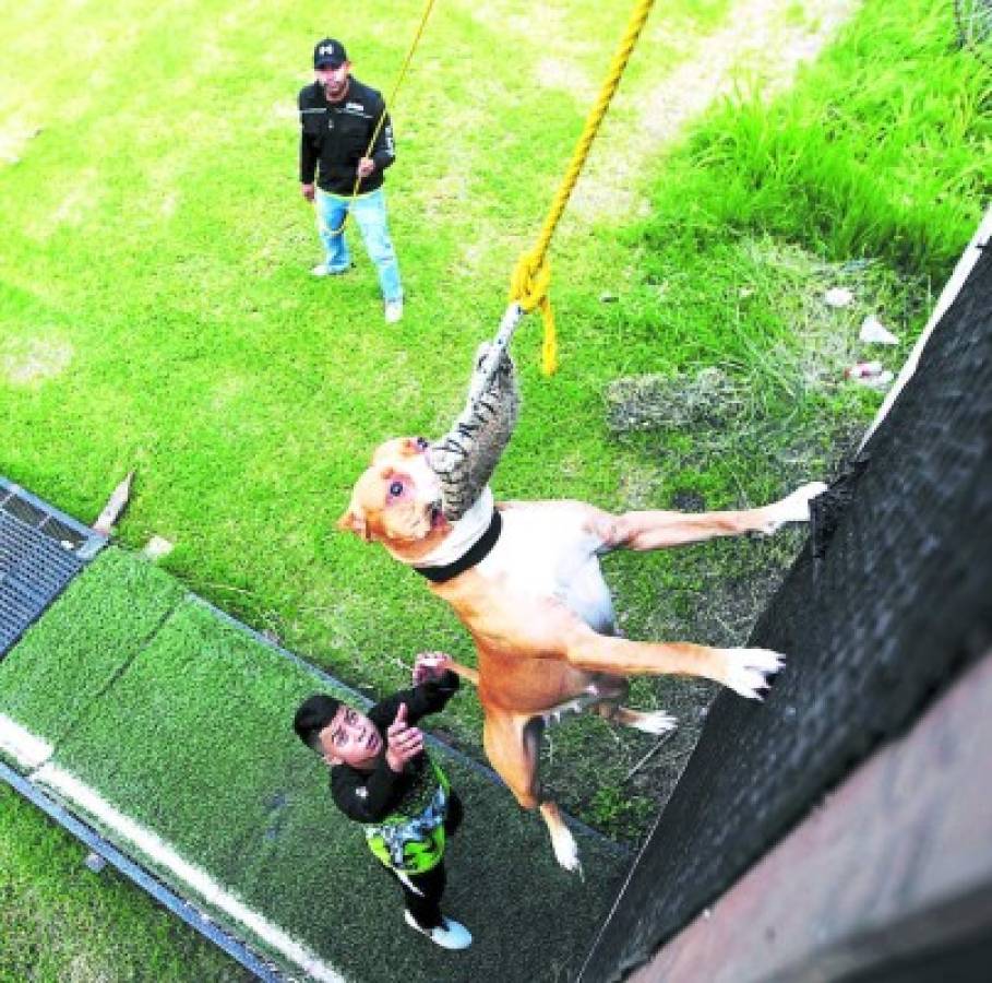 Pitbulls, colmilludo y juguetón amor canino