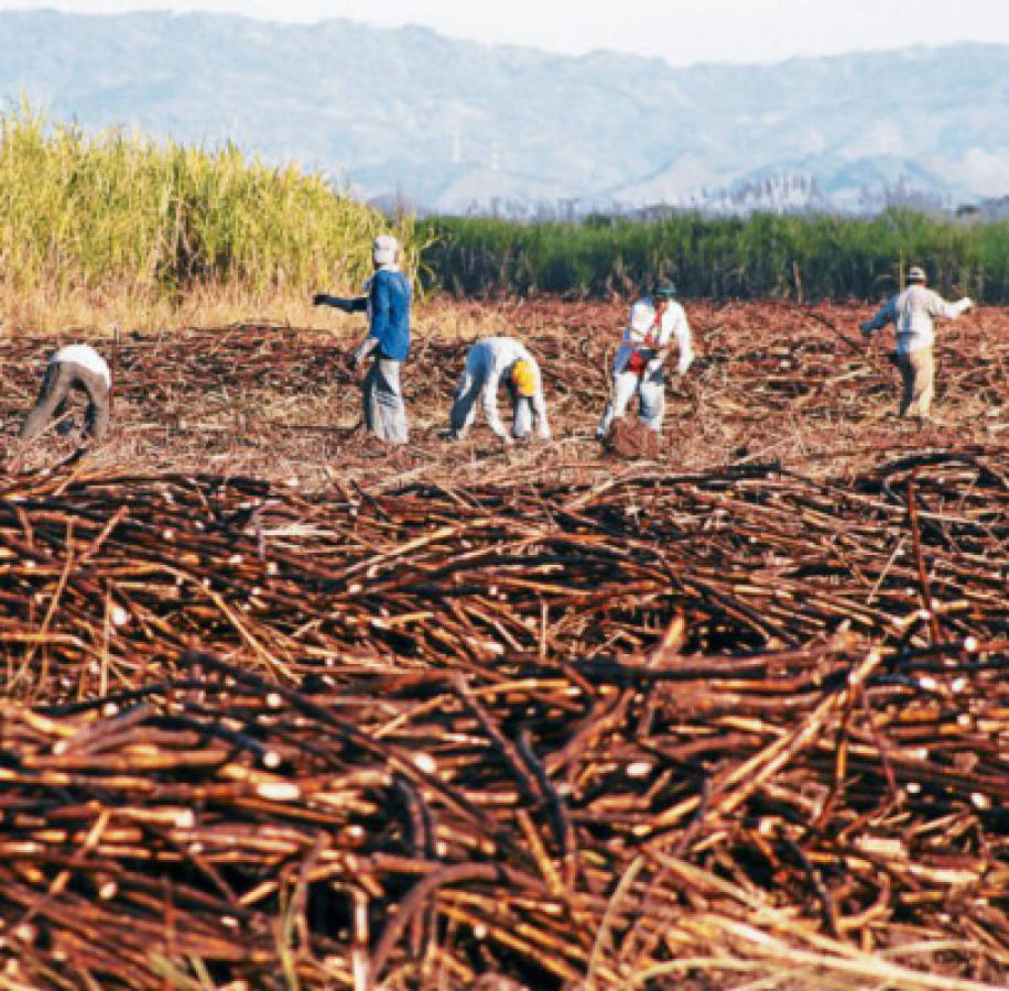 MÃ¡s de 8,000 empleos generarÃ¡ zafra de caÃ±a de azÃºcar en la zona sur de  Honduras