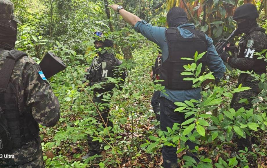 Con plantas que producen más hojas, narcos buscan hacer de Honduras epicentro del cultivo de coca