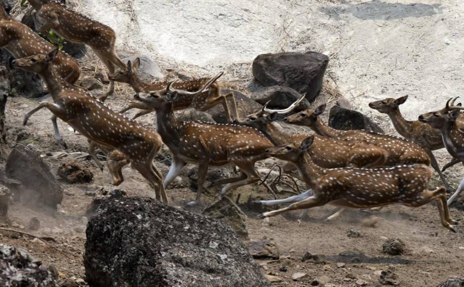 Al borde del colapso: la angustiante realidad de los animales en Joya Grande