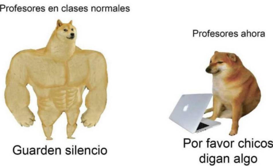 Muere Balltze, el famoso perrito que conquistó con sus stickers y memes