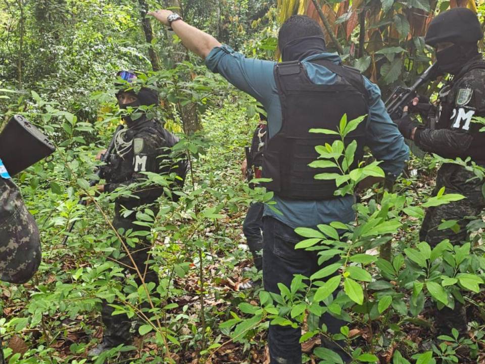 Los grupos criminales han traído expertos en cultivo de platas de hojas de coca para producir la droga entre Honduras, Guatemala y México.